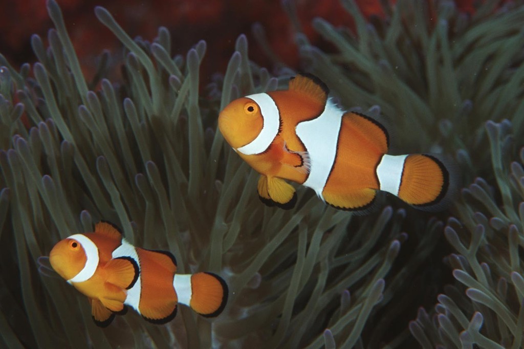 clownfish © ARC Centre of Excellence Coral Reef Studies http://www.coralcoe.org.au/